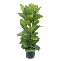 Фикус Лирата купить