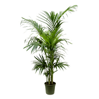 Ховея Фосртеріана купить