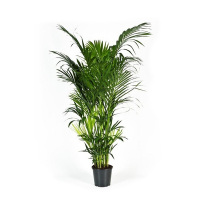 Ховея Форстеріана купить