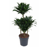 Драцена компакту карусель купить