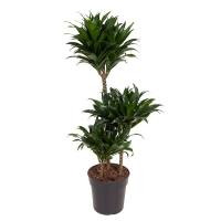 Драцена компакту 3 ствола купить