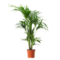 Ховея Форстеріана купить