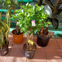 Фікус мікрокарпа Мокламе купить