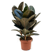 Фікус еластика Абіджан купить