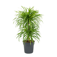 Драцена рефлексу Аніта 2 кулі купить