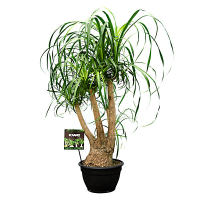 Нолина купить