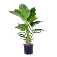 Стреліція Миколая купить