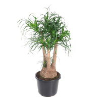 Нолина купить