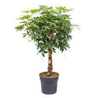 Шеффлера деревоподібна Компакта купить