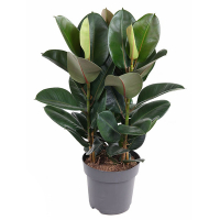 Фікус еластика Робуста купить