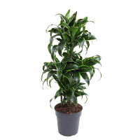 Драцена Компакта Дорадо купить