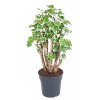 Полісціас купить