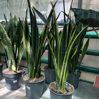 Сансевиерия Yellow Golden купить