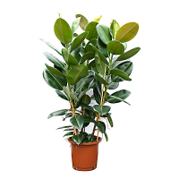 Фикус эластика Робуста купить