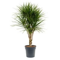 Драцена Маргіната Vertakt купить