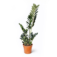 Заміокулькас замієлистий Raven купить