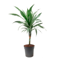 Драцена Варнески купить