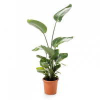 Стрелиция Николая купить