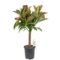 Фікус Еластика Мелані штамб купить