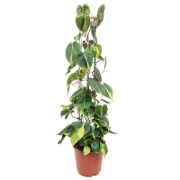 Філодендрон Scandens Brasil купить