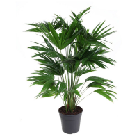 Ливистова Chinensis купить
