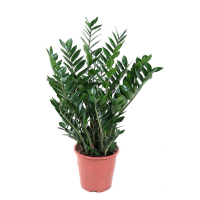 Заміокулькас Zamiifolia купить