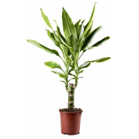 Драцена Голден Коаст купить