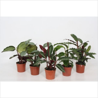 Калатея микс купить