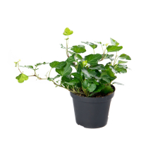 Плющ Хедера хеликс купить