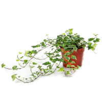 Плющ Хедера хеликс купить