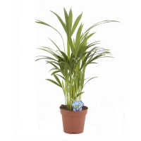 Хризалидокарпус купить