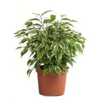 Фикус бенджамина Кинки купить