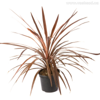 Кордилина Ред Стар купить