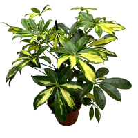 Шеффлера древовидная Герда купить