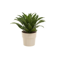 Драцена компакта купить