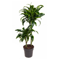 Драцена компакта Дорадо 2 ствола купить