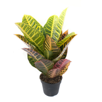 Кротон Петра купить