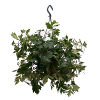 Циссус ромболистный купить