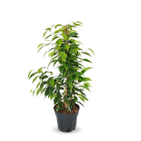 Фикус бенджамина микс купить