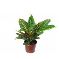 Кротон микс купить