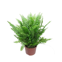 Варенс микс купить