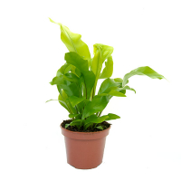 Асплениум купить