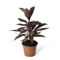 Кордилина микс купить