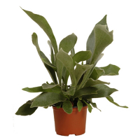 Платицериум двувильчатый купить