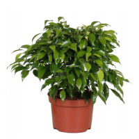 Фикус бенджамина Грин Кинки купить