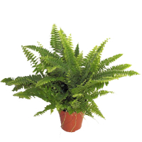 Нефролепис купить