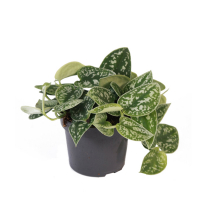 Сциндапсус Аргиреус пятнистый купить