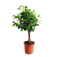 Фикус микрокарпа Мокламе косичка купить