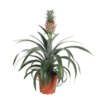 Ананас купить