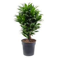 Драцена фрагранс Компакта карусель купить